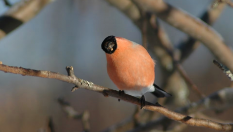 Talvinen lintutapahtuma
