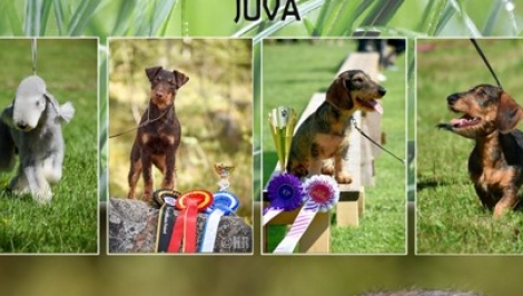 Juvan kansainvälinen koiranäyttely 2026
