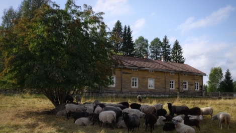 Luento: Palvia, polskaa ja paimenkoiria - juttua juvalaisesta lammastaloudesta